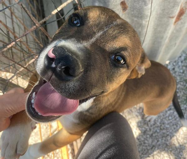 CIOCCOLATO ASPETTA TE Foto 7